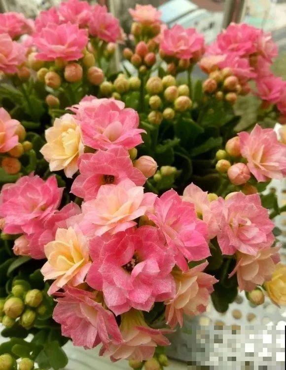 1棵长寿花，冒出124个花箭，开花开成大锅盖，咋养的？