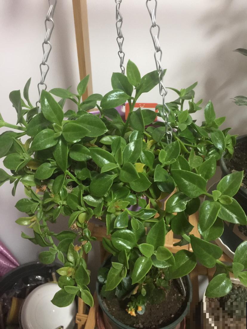 爷爷的养的花，揪一把能炒菜，磕俩鸡蛋更香