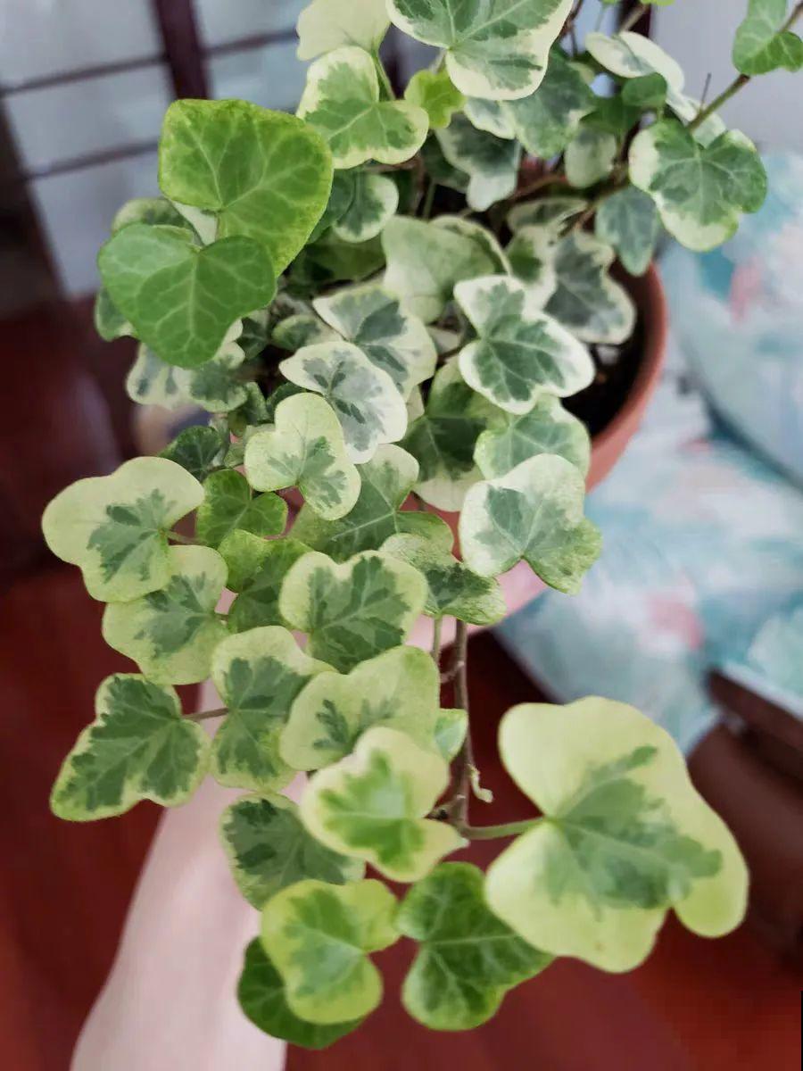 别养绿萝了，20种耐阴花，看一眼就喜欢上！