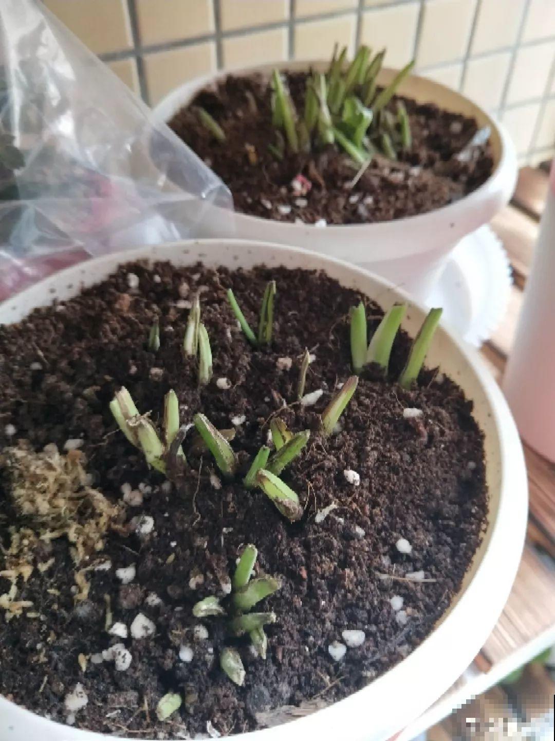 假期延长20天，家里的花全都蔫巴巴，抓紧救，还能活！