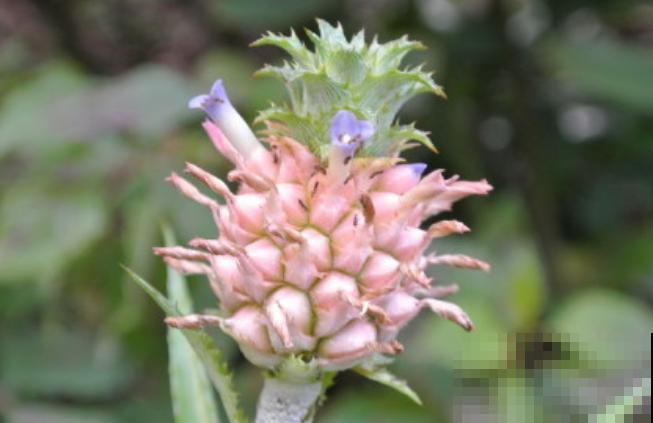 10种水果开花图，你可能一个都没见过！
