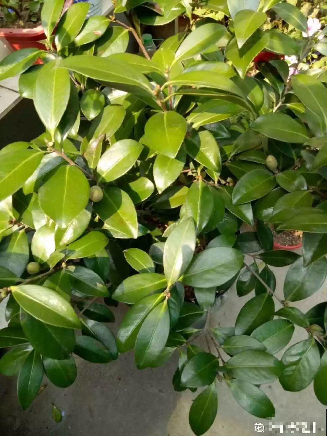 春天给花擦点它，叶子油绿发亮，肥料都省了！