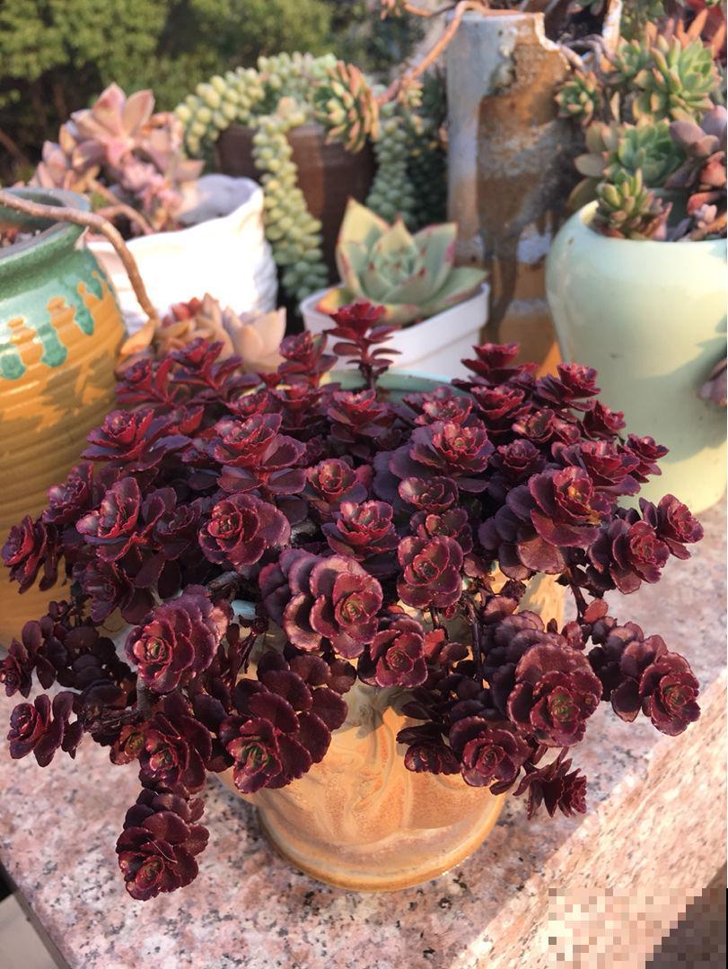 3种多肉，最适合养在阳台，蹭蹭冒芽，摁都摁不住