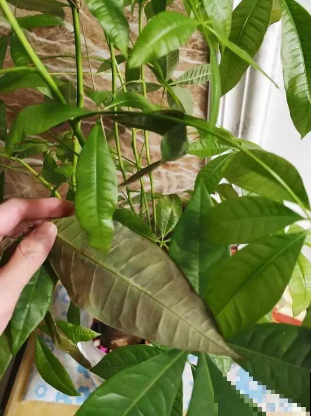 这花冬天最难养，砍1刀不浇水，反而越来越疯长！
