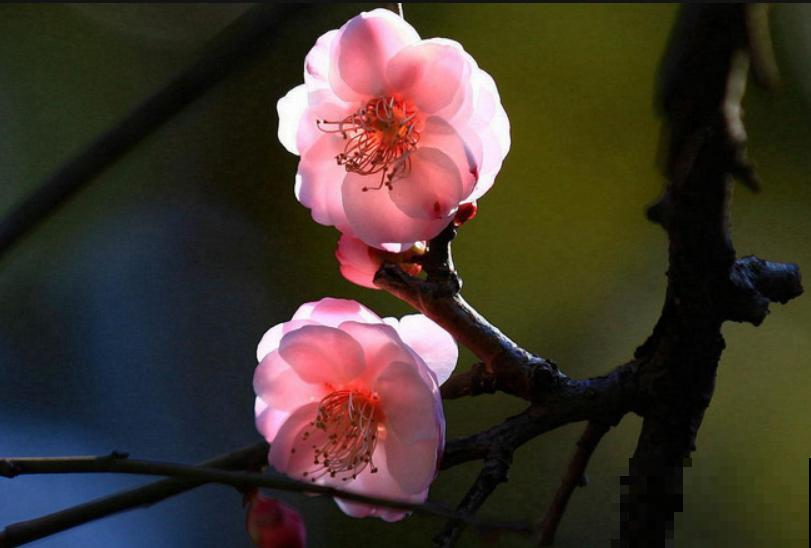 梅花樱花李花，傻傻分不清，教你一个简单办法！