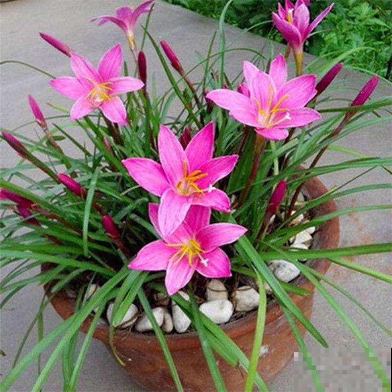 7种便宜花，10块钱家里就变花海，越养越上瘾