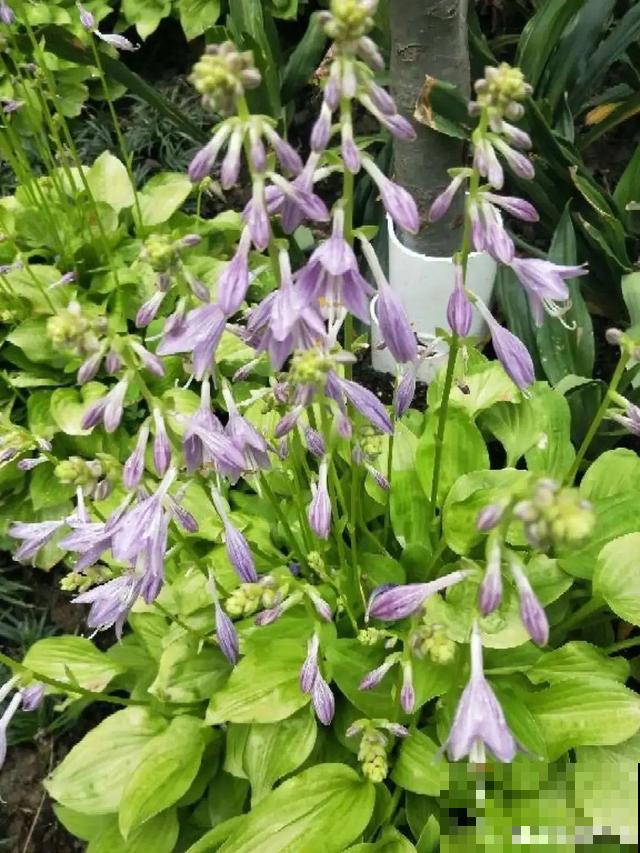 最耐阴的花是它，光不好叶子绿油油，比绿萝还好养！