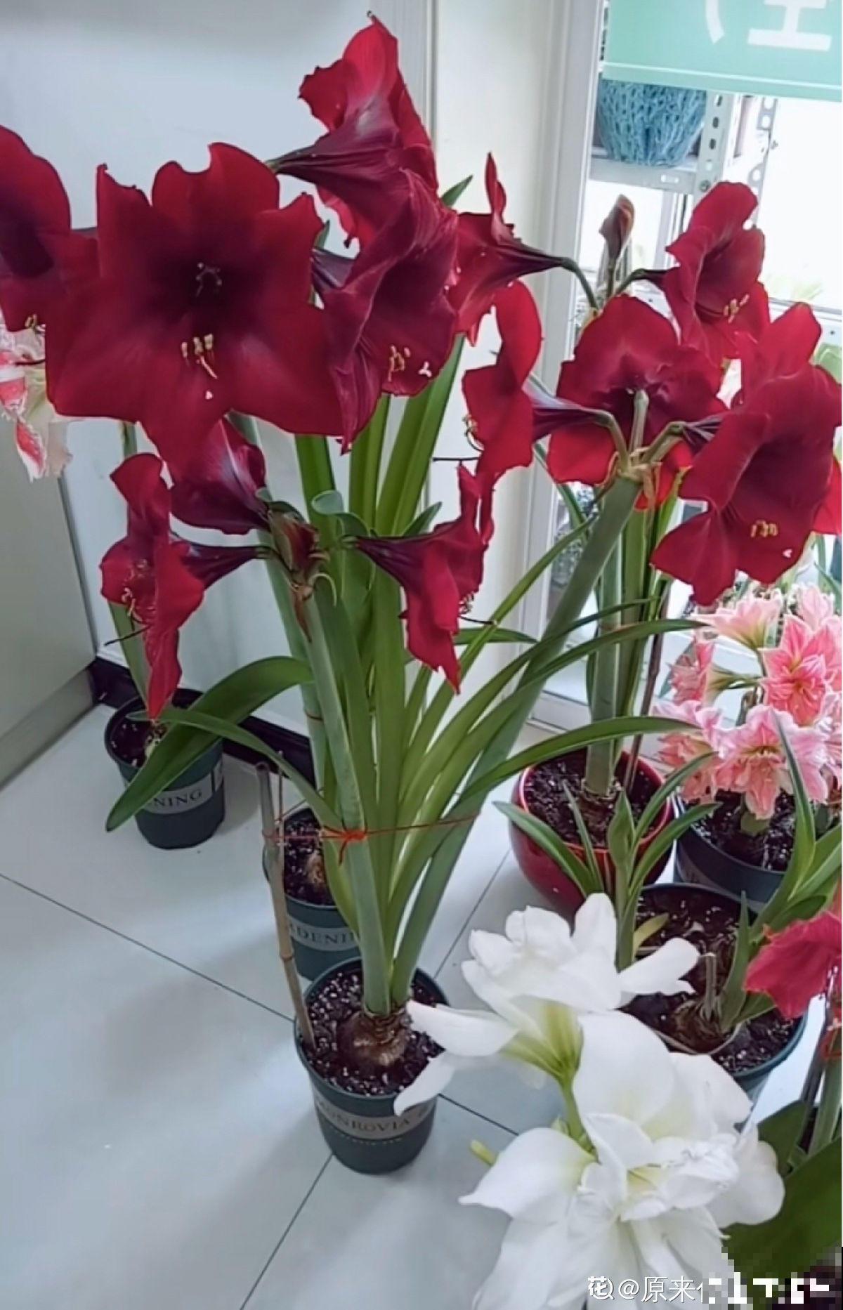 盆里种棵“洋葱头”，开花比脸还大，红红火火真吉祥！