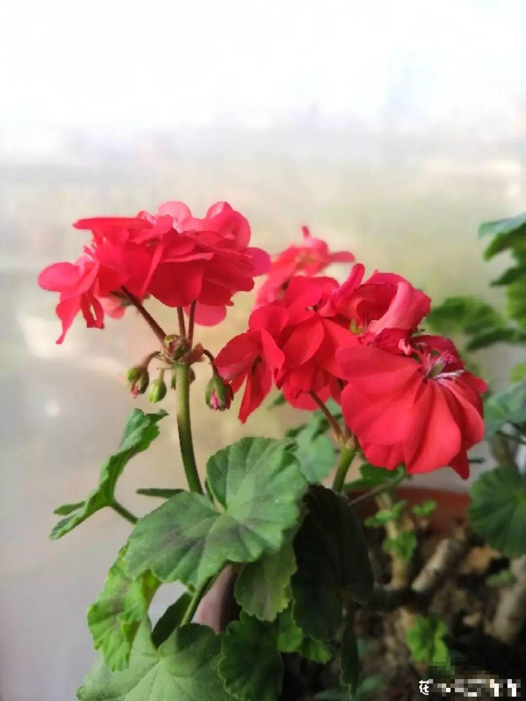 这花开完别剪，留个种最金贵，撒下能活一大片！