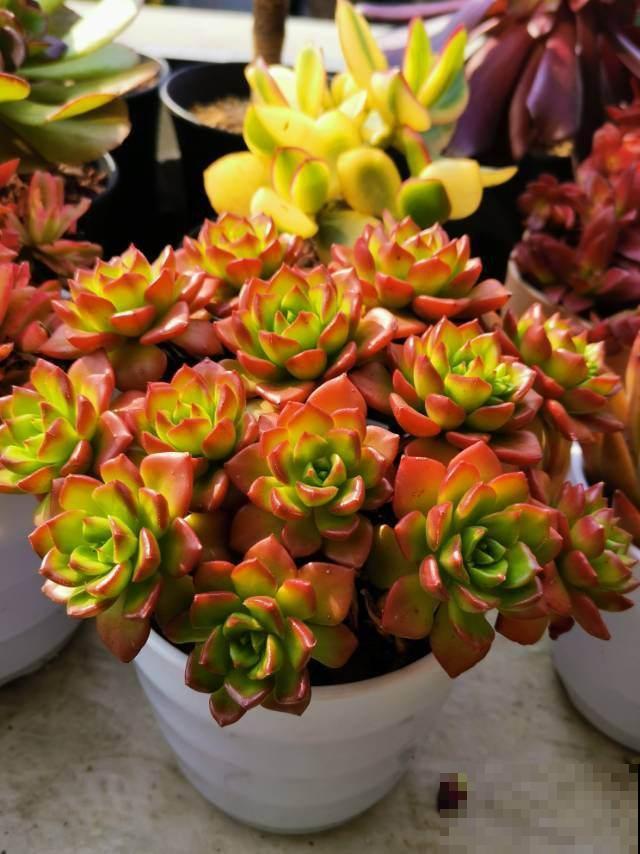 在家闷着，不如给花拍照，“5个”拍花小技巧，照片称霸朋友圈