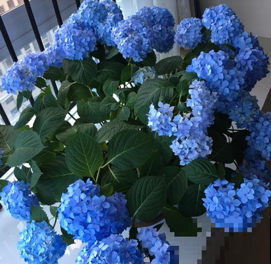 春天养这8种花，一开就是一团球，阳台也能变花园！