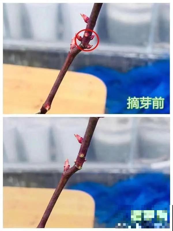 养花就得勤“掐”，别心疼，掐完才能呼呼冒芽