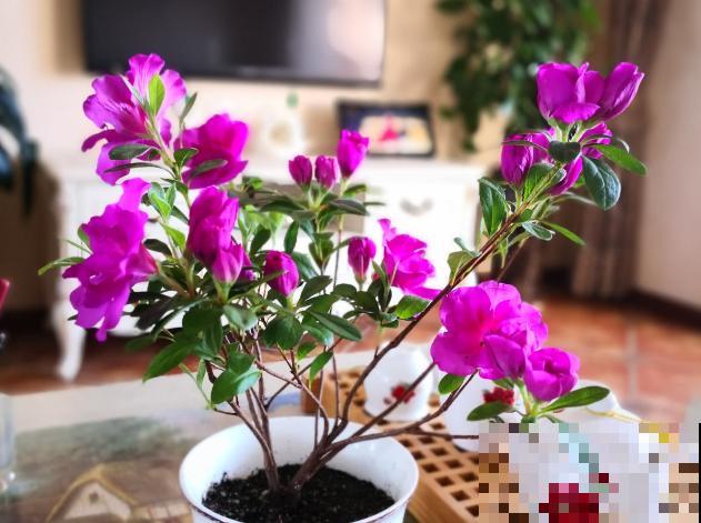 家里养杜鹃，一要湿、二要酸，叶子茂盛开花艳！