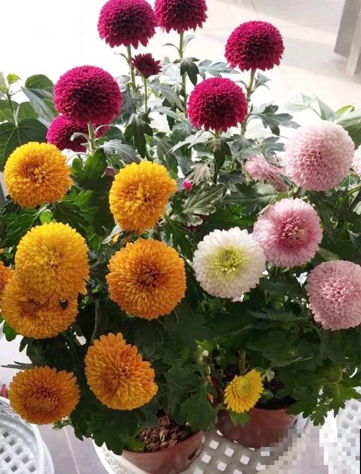 这么漂亮的花，从来没养活过，说多了都是泪！