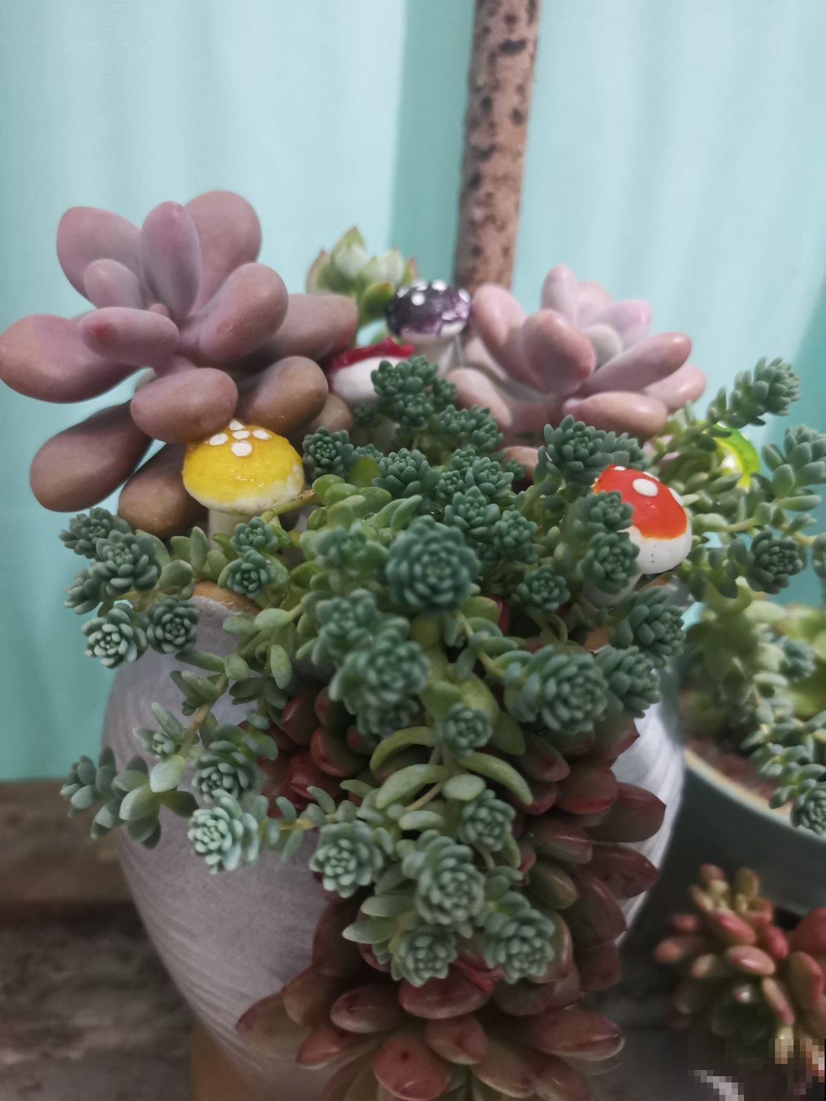 在家闷着，不如给花拍照，“5个”拍花小技巧，照片称霸朋友圈