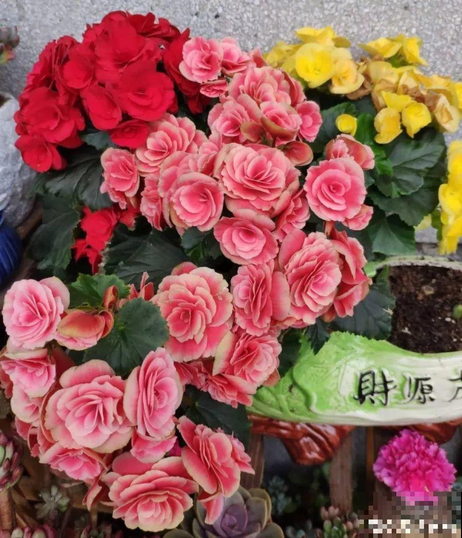 长寿花养腻了，就养一盆它，四季开花大又爆！