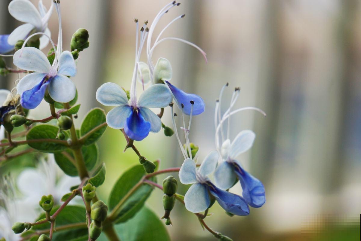 这花长得像“小爪子”，毛茸茸超可爱，一盆就俘获你的心