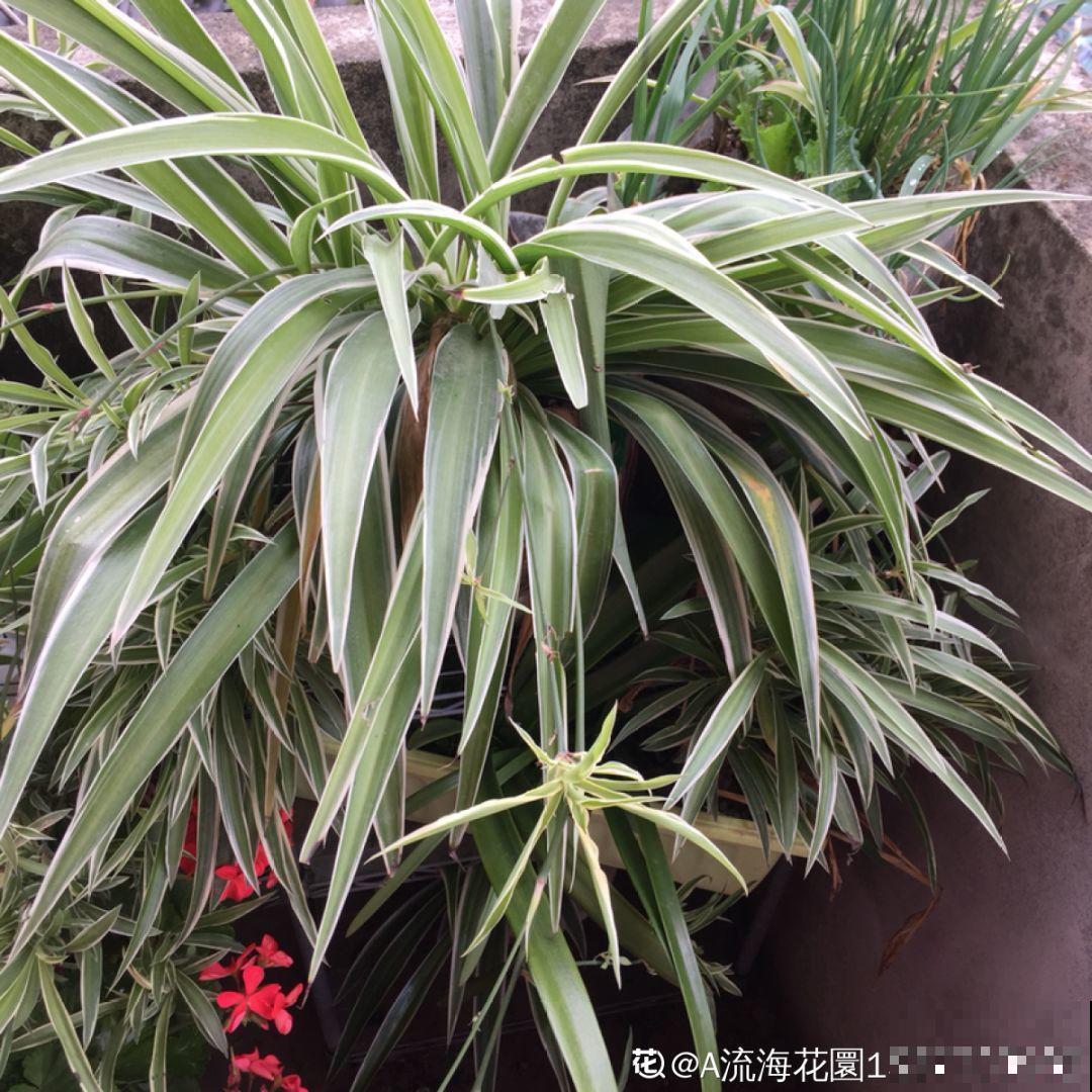 窝在家里，没事的时候赏赏花，心情也会跟着好起来！