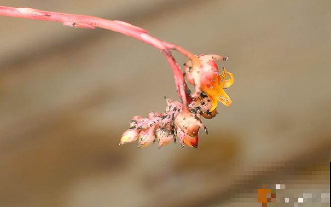多肉常见3种虫害，一到春天就爆发，一个能传染一片！