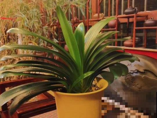 春天给花换盆，遇到这3种情况不能换，换了你会后悔的！