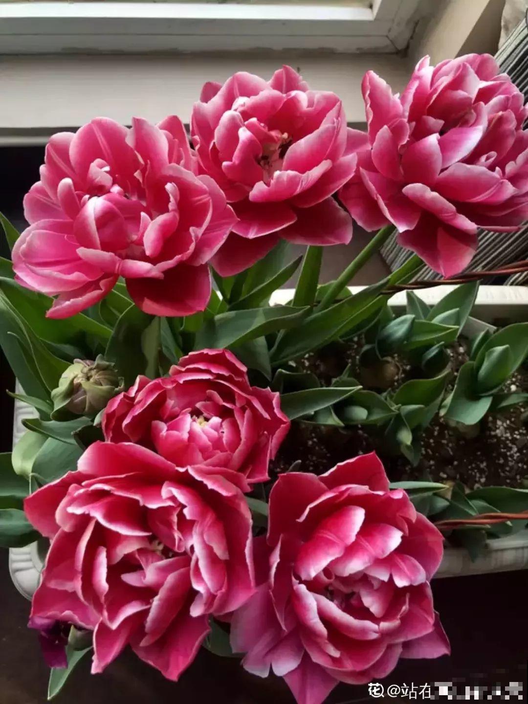 这花一旦重瓣，简直美爆了，怪不得人人爱！