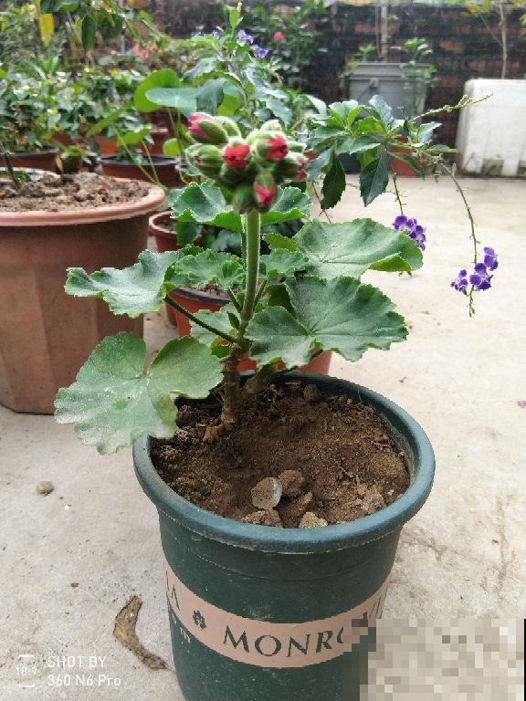 花盆边塞粒“小金豆”，过年前花草就能窜老高，花开一片真长脸