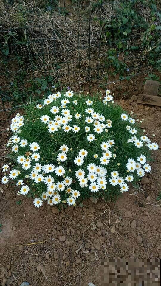 这花就是个大花球，开花多得看不见叶，一年能开8个月