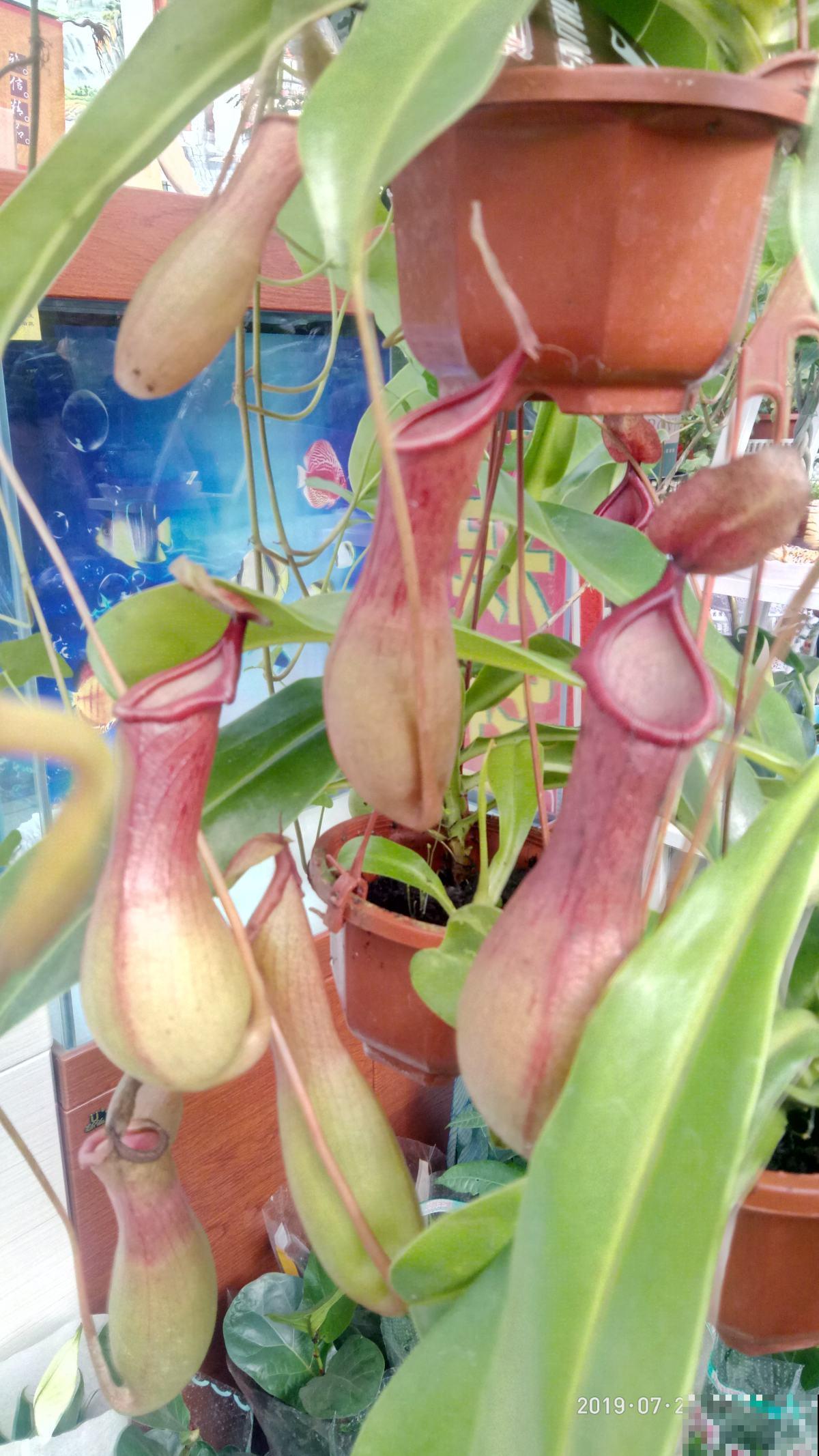 别看这花长得怪，吃虫灭蚊最拿手，屋里小飞虫全被消灭