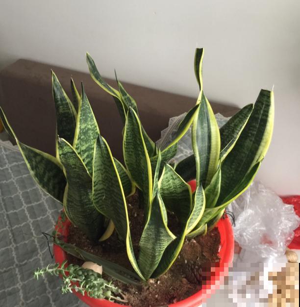 原来这植物爱受虐，砍一刀就能突突冒芽，长势超旺！