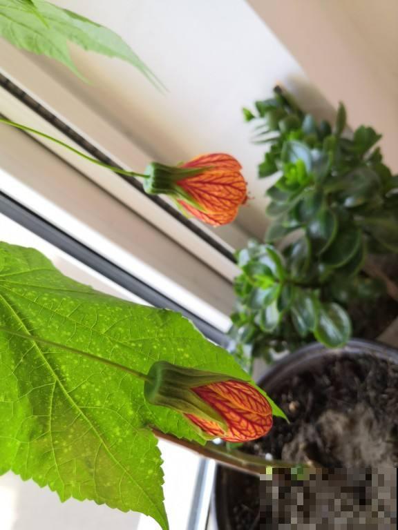 日这花开花像小铃铛，一年能开5个月，真“超长待机”