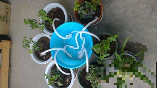 你家花动不动就成枯草，就是浇水不到位，自制浇水神器就能解决！