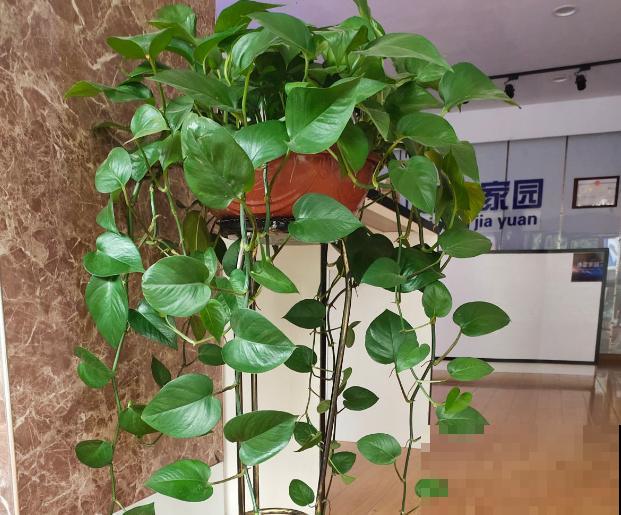 生命力超强的绿萝姑娘，原来都是这么养的！