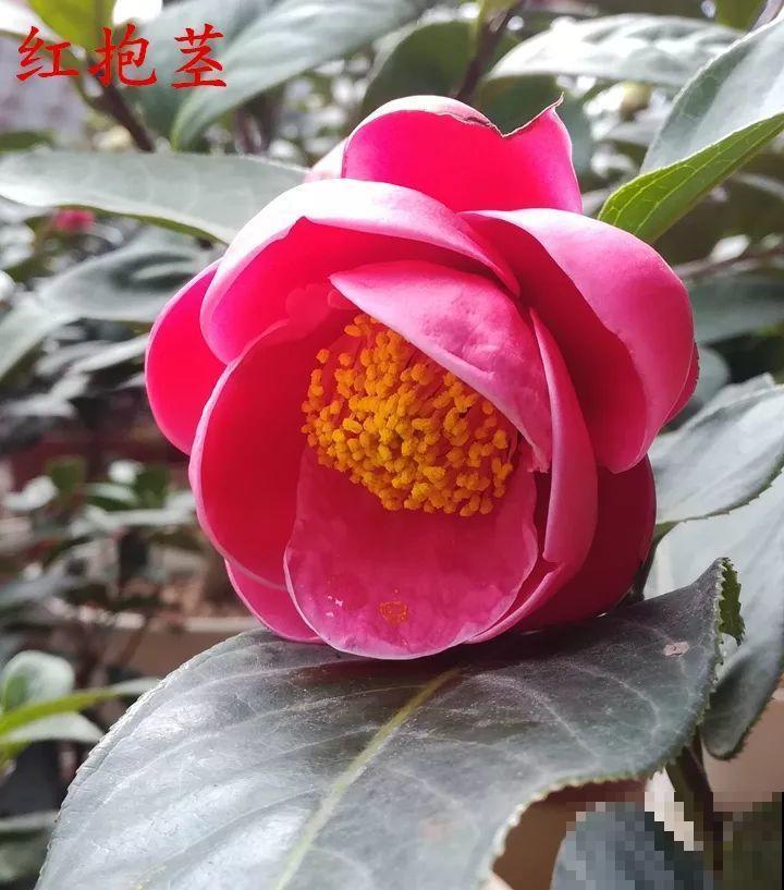 冬天必养的花，竟然有30个品种，最稀罕的是这个颜色！