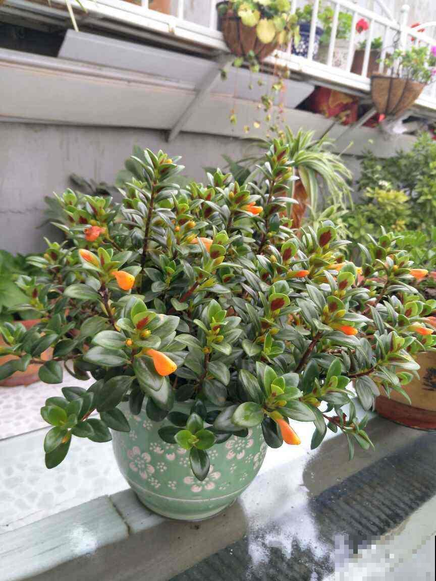 这3种花都是“厚脸皮”，棉布擦一擦，叶子亮得直反光