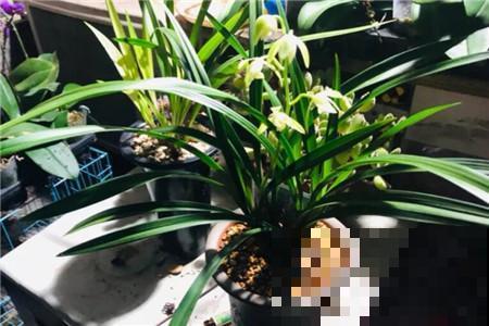 兰花僵苗怎么办？换盆换土，根肥叶亮长得快！