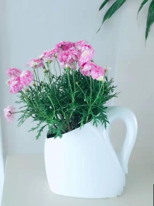 不能出门玩，在家改造洗衣液桶，剪几刀就变养花神器！