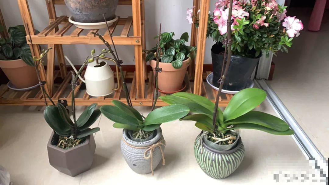 这3种肥料，月季盆里加一点，蹭蹭冒芽还不招虫！