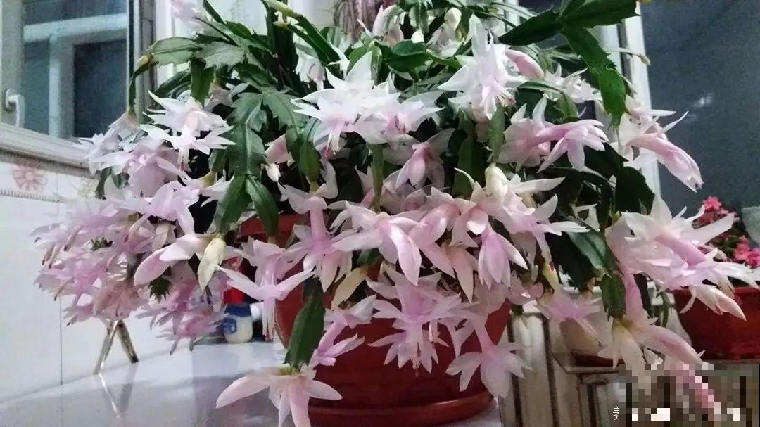 1棵长寿花，冒出124个花箭，开花开成大锅盖，咋养的？