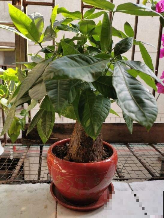 除了浇水，发财树这几点不注意，叶子照样发黄！