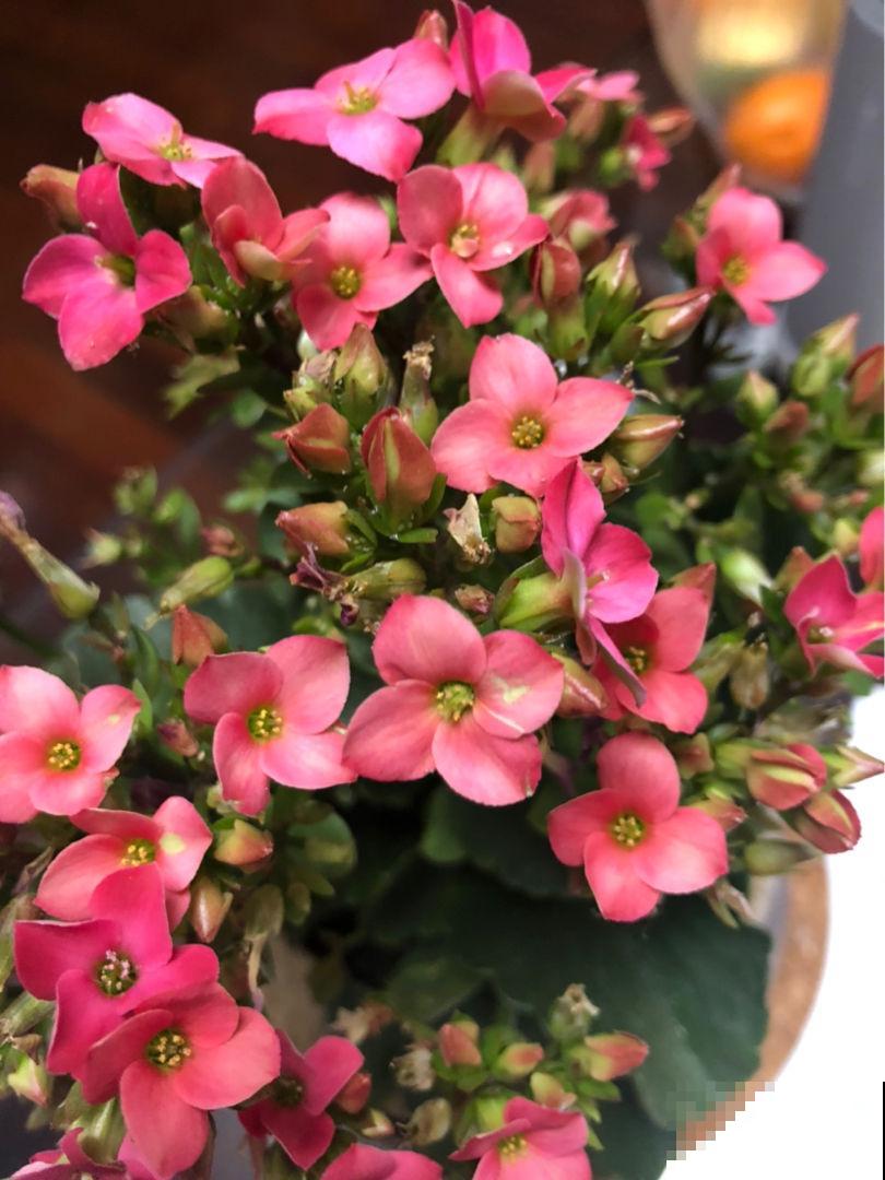 这花远看像长寿，近看像玉树，还能开出5色花，真神奇