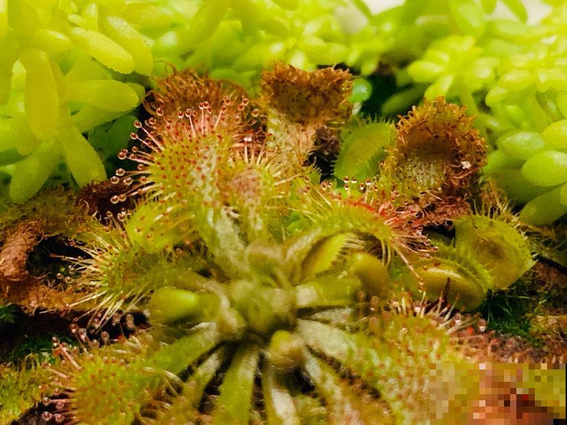 小时候常见的野草，竟是“肉食”植物，真是太奇特了