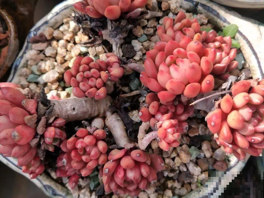 1块5毛钱的多肉，3年后养成了这样，对比太明显！