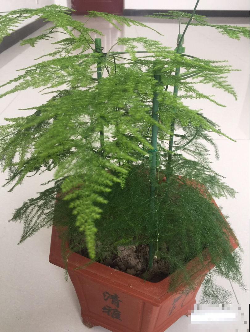 这种“干净花”，摆在家里特养人，活像个空气净化器