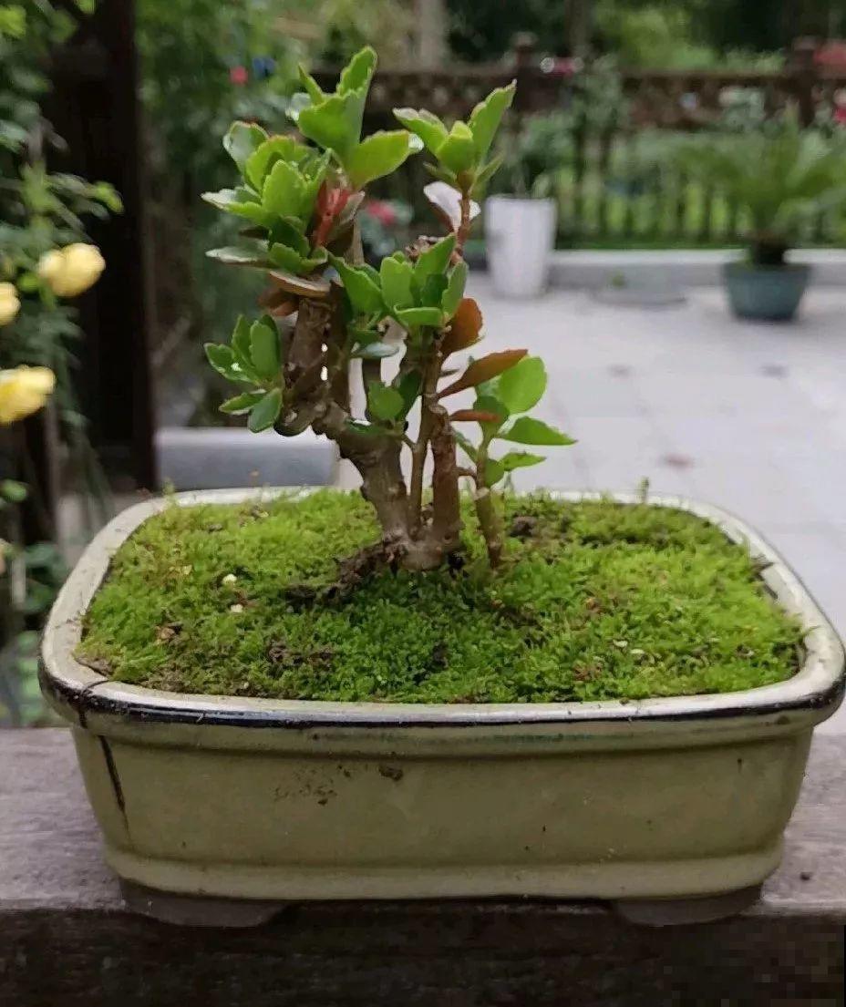家里养这花，盆越小花越多，大冬天也能呼呼开！
