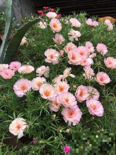 这花就适合养在北阳台，耐阴开花多，养一盆可不够