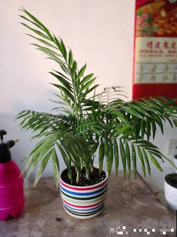 这花就用小盆养，盆越小越开花，比大盆更值钱！