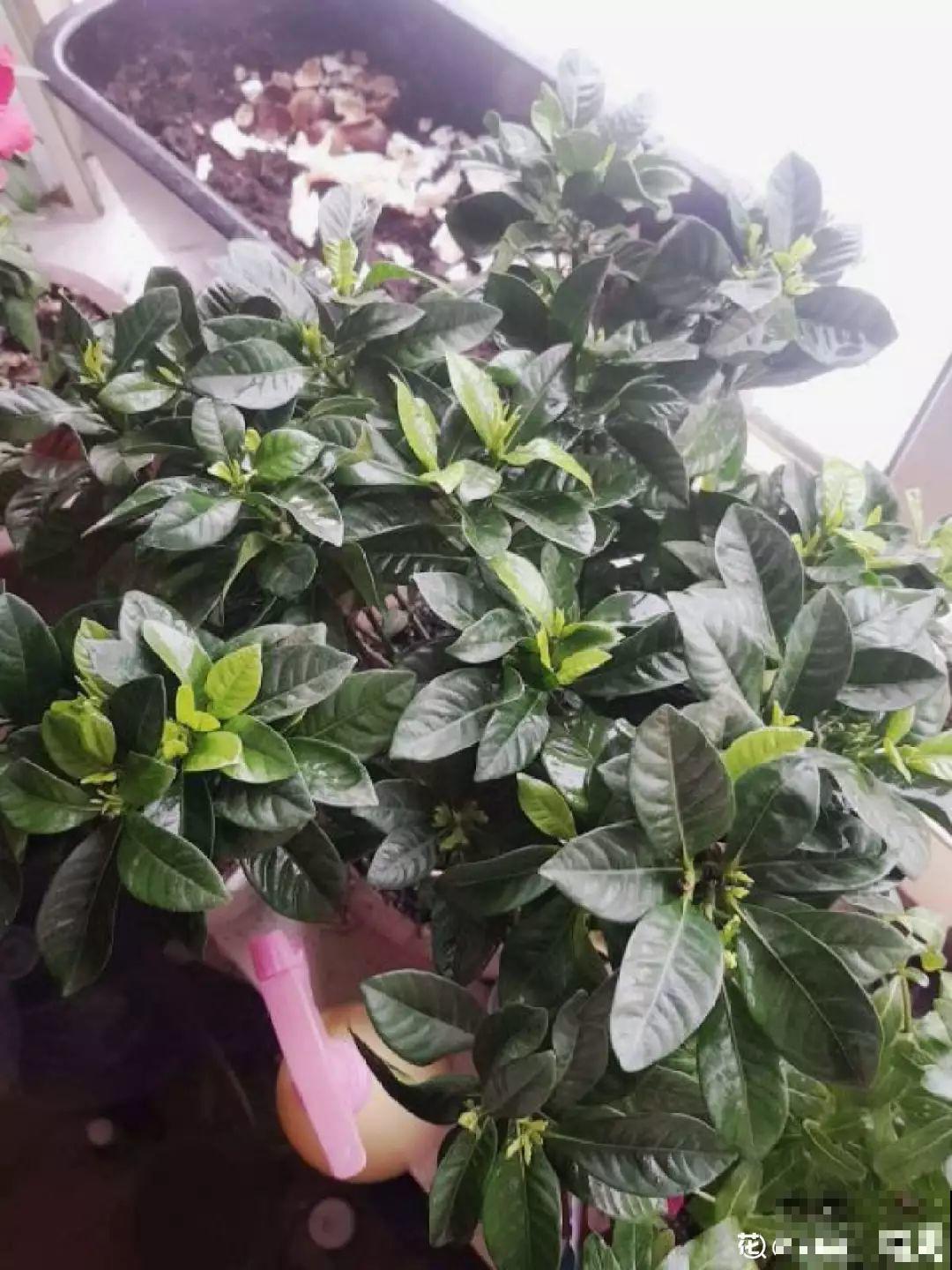 立春过后，这花快要苏醒了，准备好，剪完记得施肥！