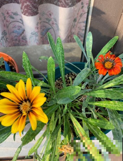 养过勋章花吗，皮实耐养花期长，最重要的是开花美呆了！