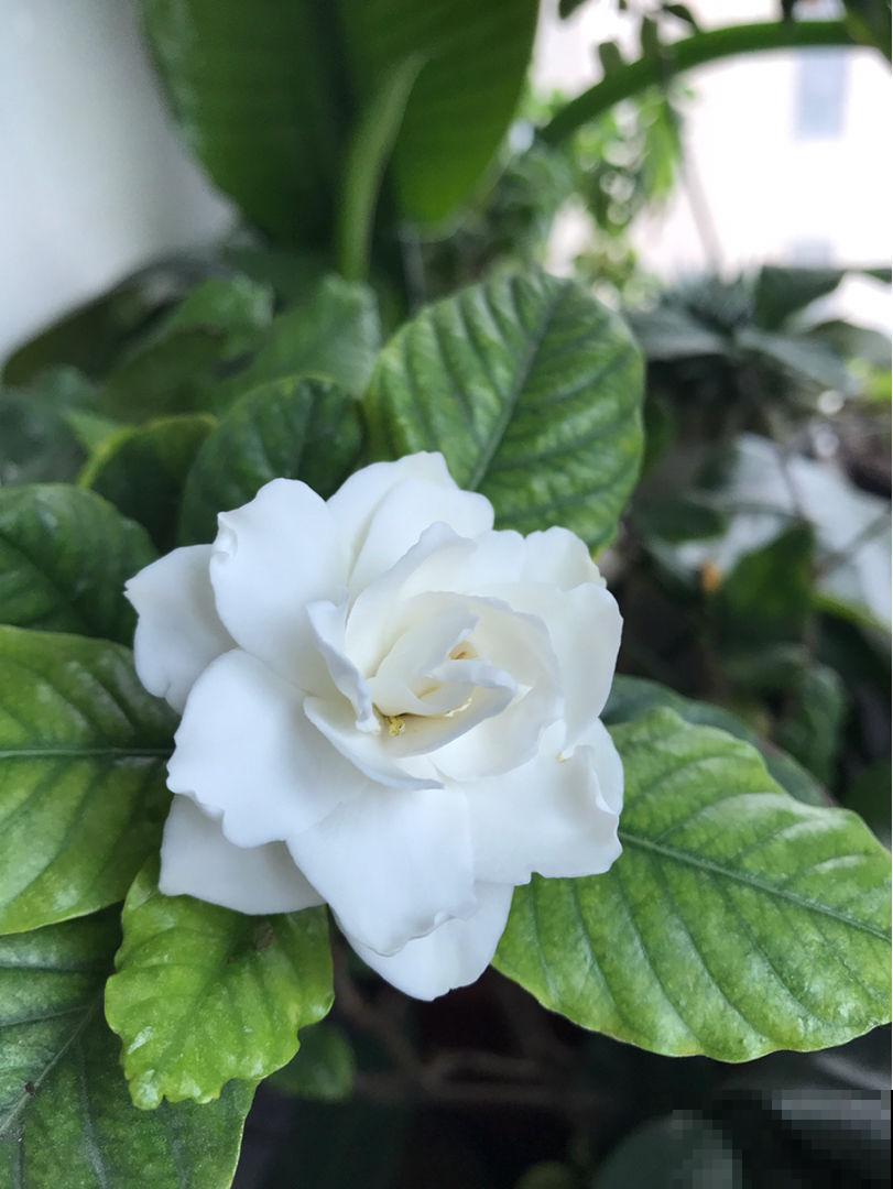 一朵花就是一个故事，那些以花为名的歌曲，哪首唱进你心里？