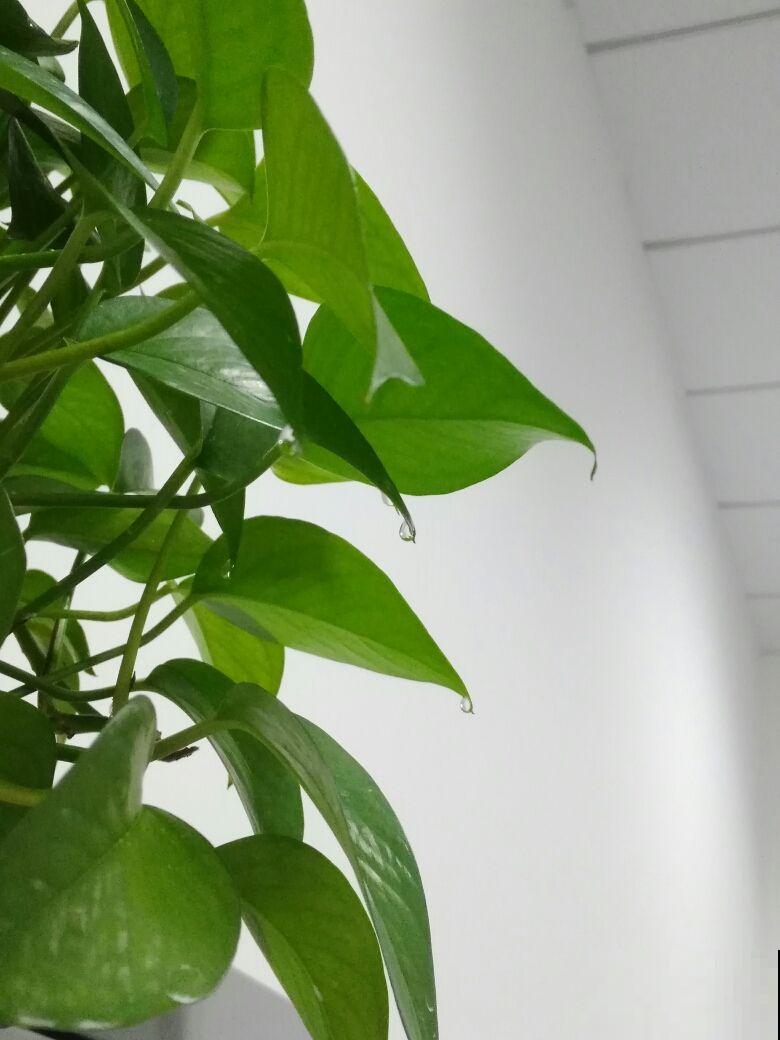 这花真奇怪，叶子总是吐水珠，不是生病是好事儿